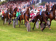 Améliorer vos résultats sur les chevaux disqualifiés